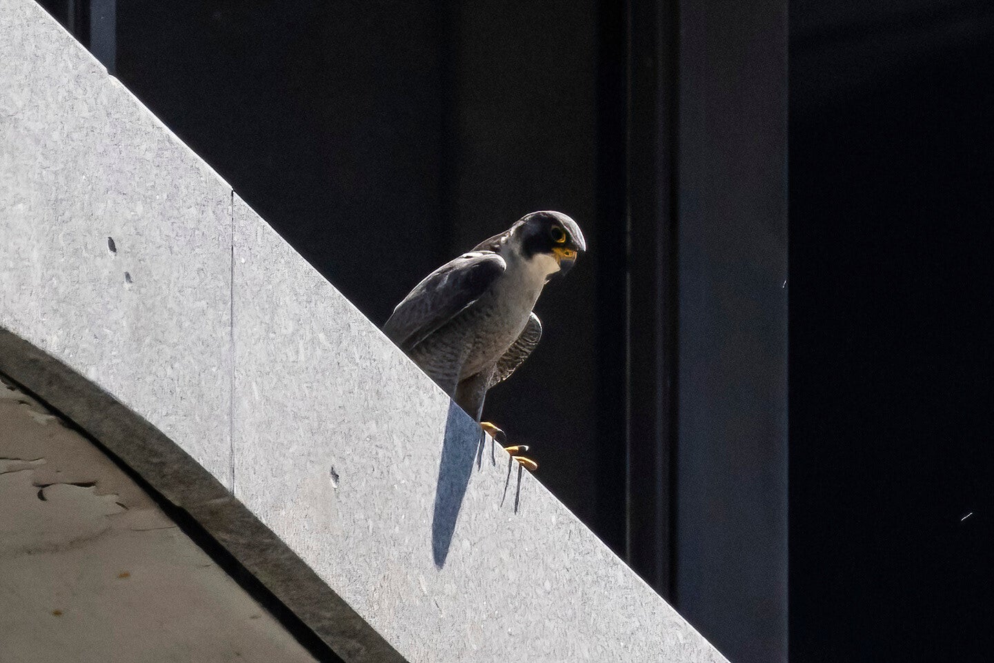 Protective Peregrine Falcon Parents