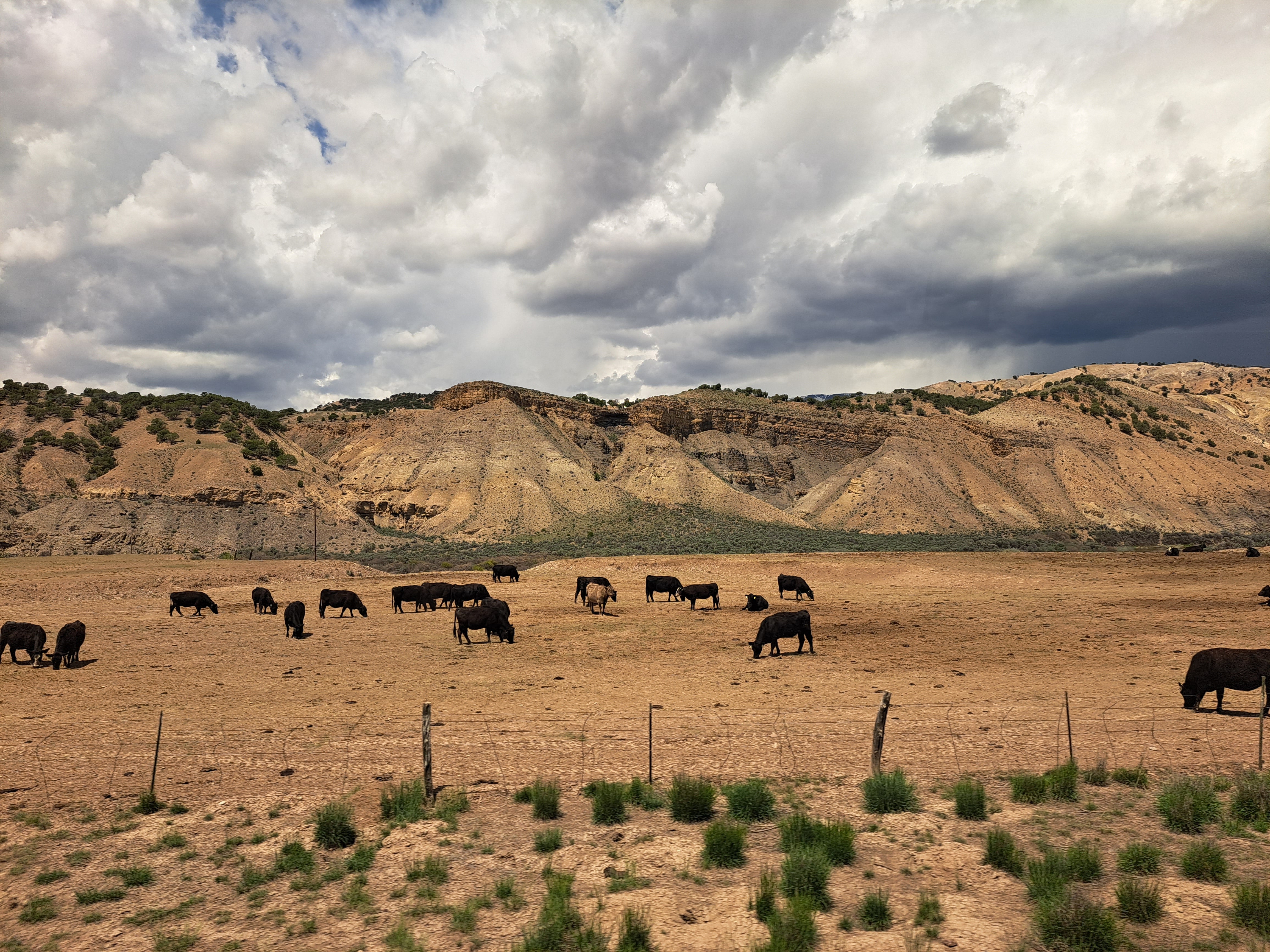 Cattle grazing on the Rocky Mountaineer route