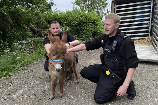 Police officers pet donkey foal Moon after its return to the farm in Hook (Pamela Jessopp/PA)