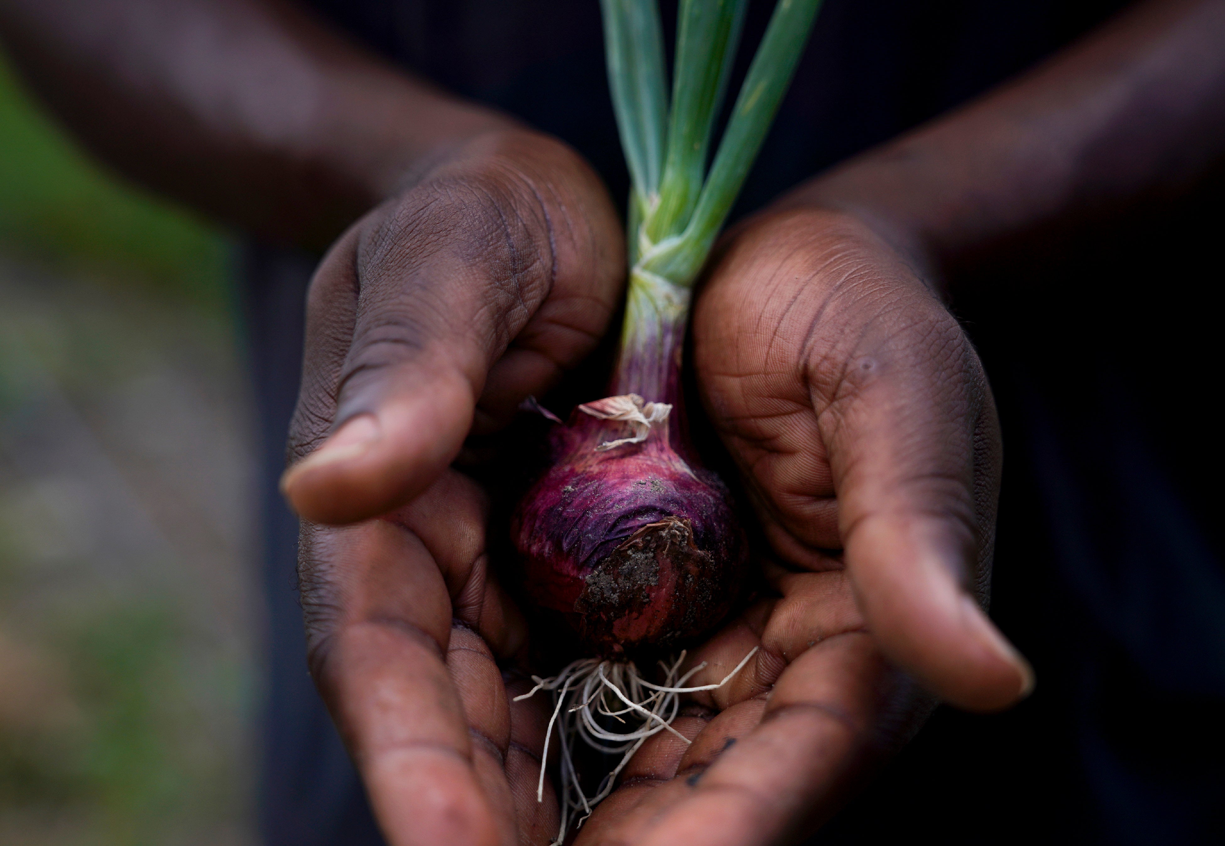 Antigua Sacramental Marijuana