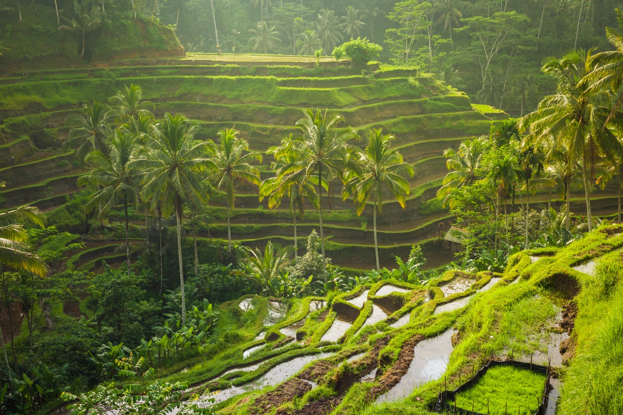 The Tegallalang rice terraces are found just north of Ubud