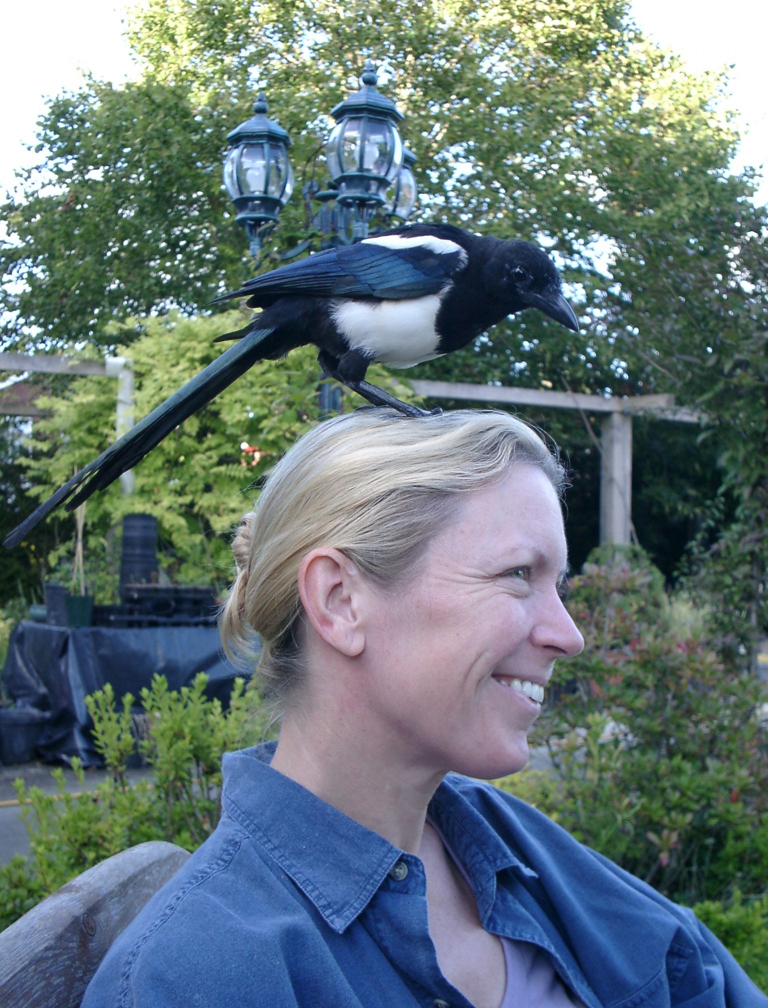 In a moving interview with Independent TV, the poet and painter Frieda Hughes reveals how her adoption of a wild baby magpie became a lifeline