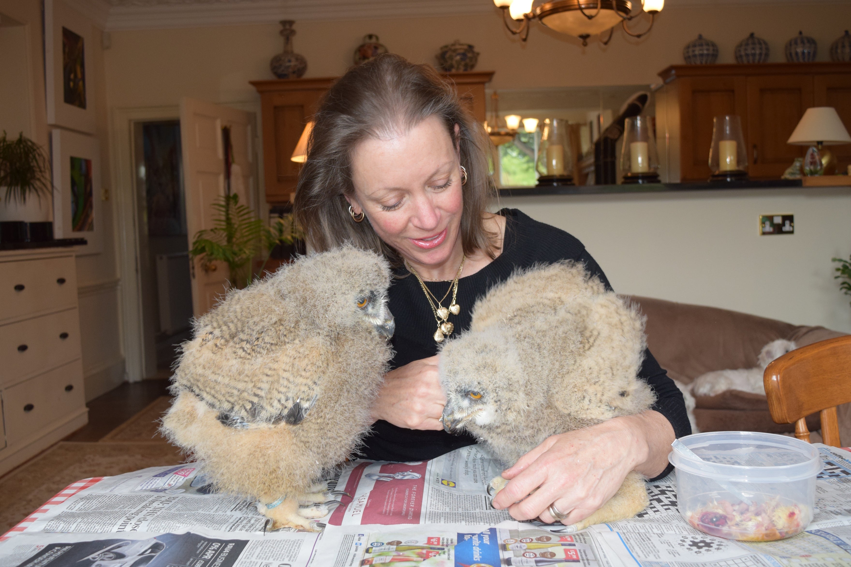 Frieda Hughes and her pet owl chicks