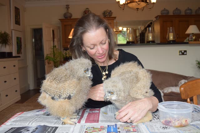 <p>Frieda Hughes and her pet owl chicks</p>