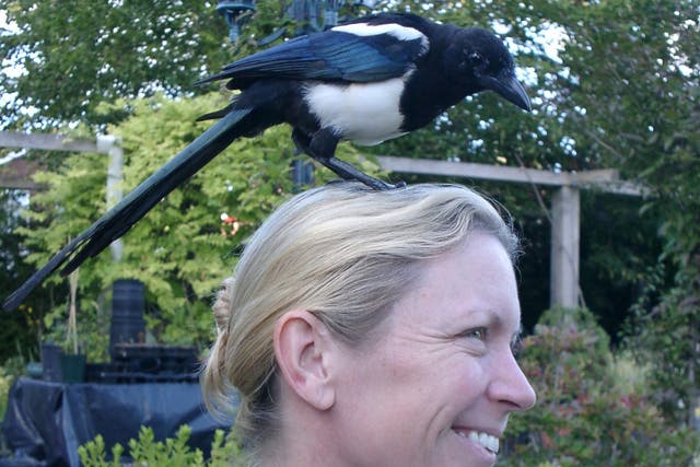 <p>Frieda Hughes and her pet magpie</p>