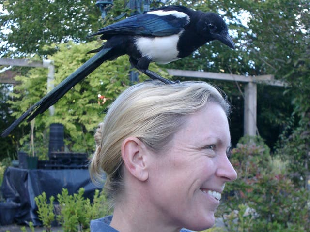 <p>Frieda Hughes and her pet magpie</p>