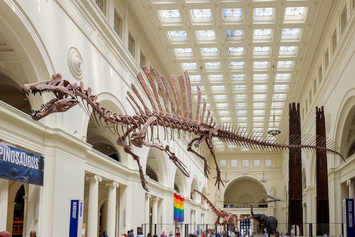 Field Museum debuts Spinosaurus exhibit featuring largest predatory dinosaur