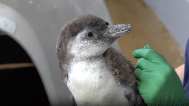 <p>baby penguin swims for first time</p>