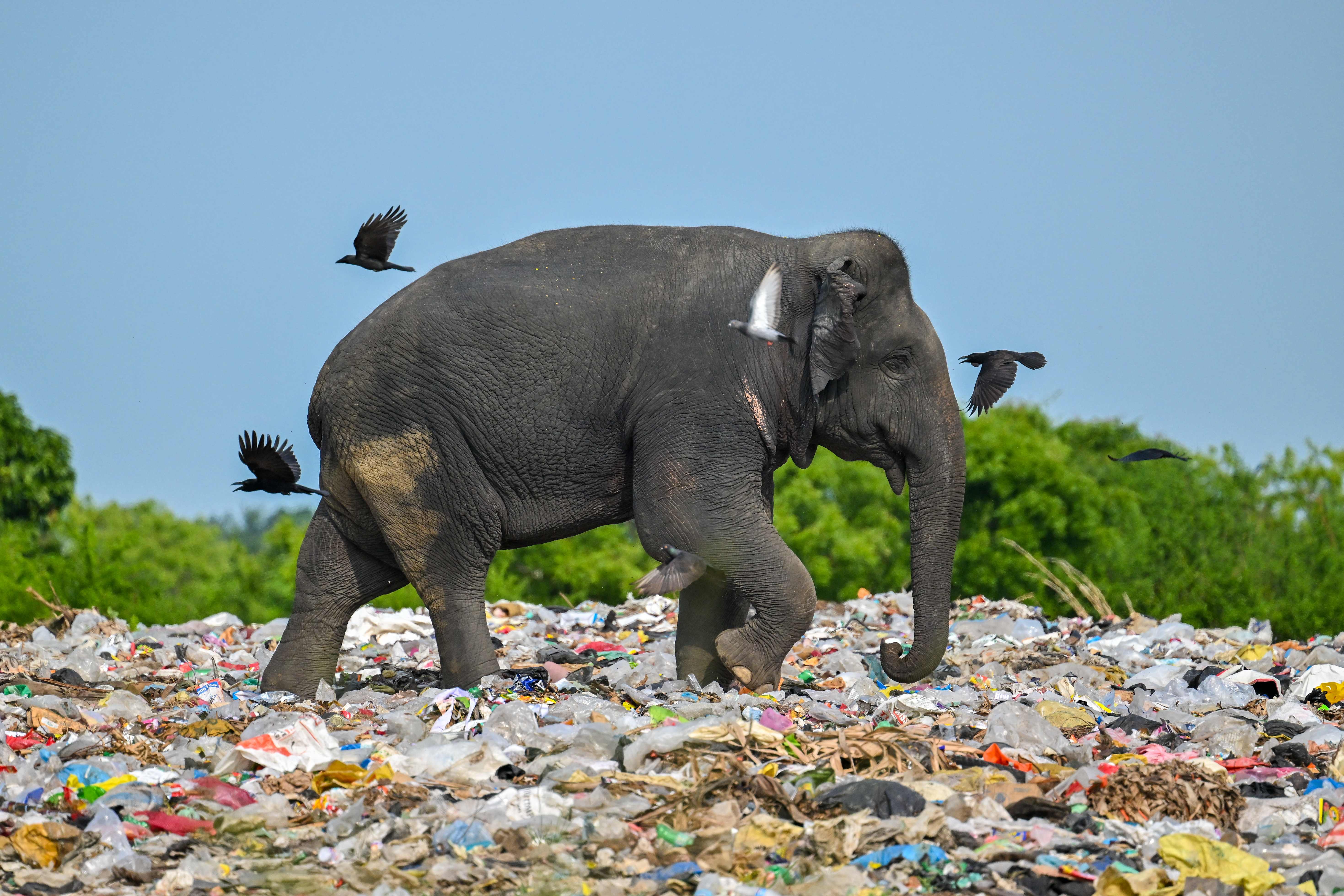 An elephant browses at a dump in Sri Lanka’s eastern district of Ampara