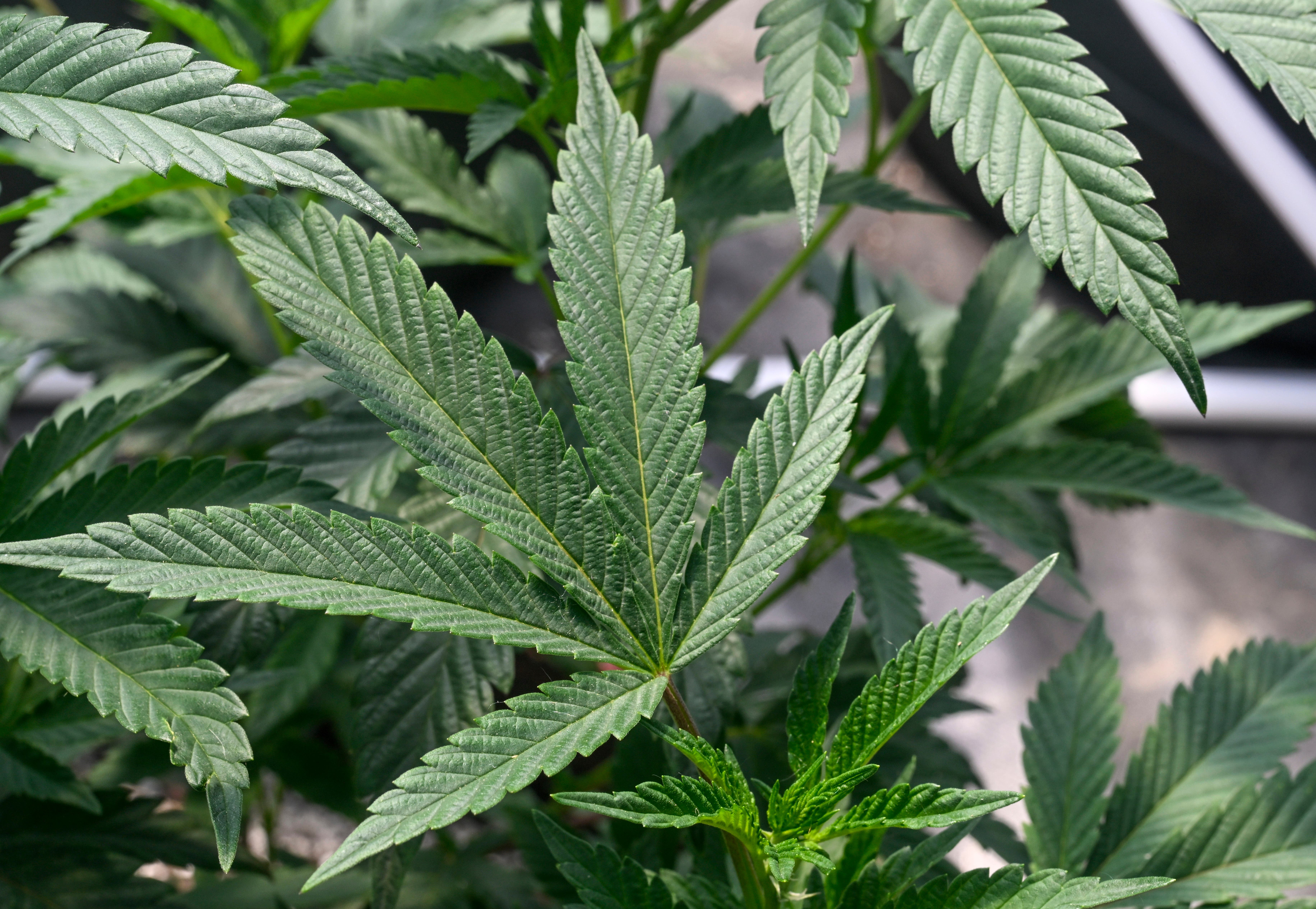 New York man stuck in Panama after deportation over marijuana charges, despite state later legalising cannabis - Vimarsana News