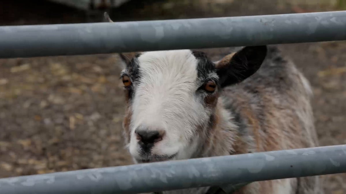 Mental health support group enlist the help of sheep