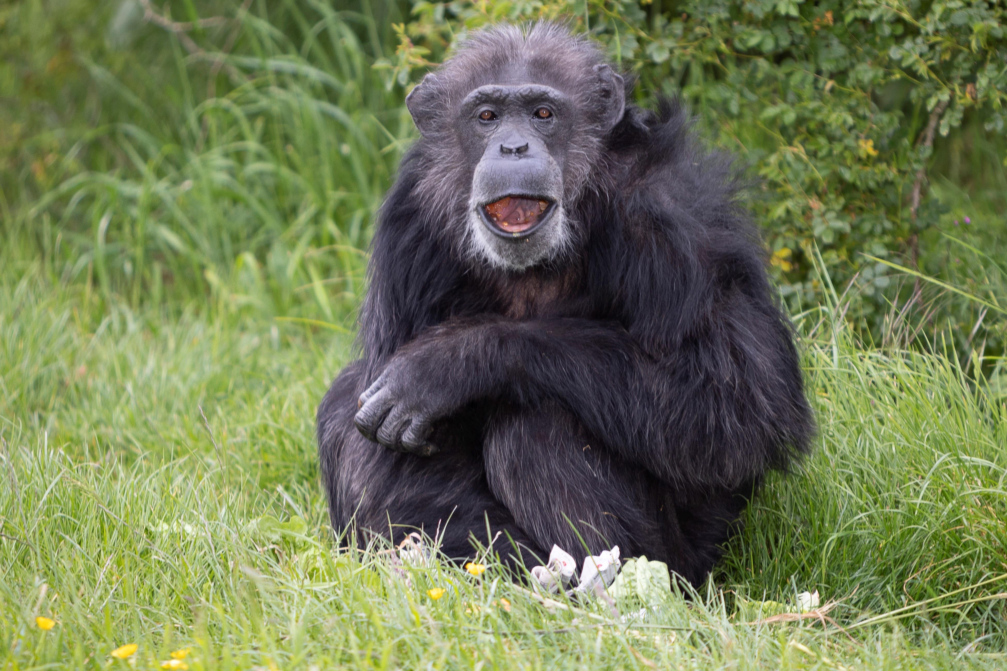 Koko the chimpanzee has celebrated reaching the milestone age of 50 (Will Amlot/Whipsnade Zoo/PA)