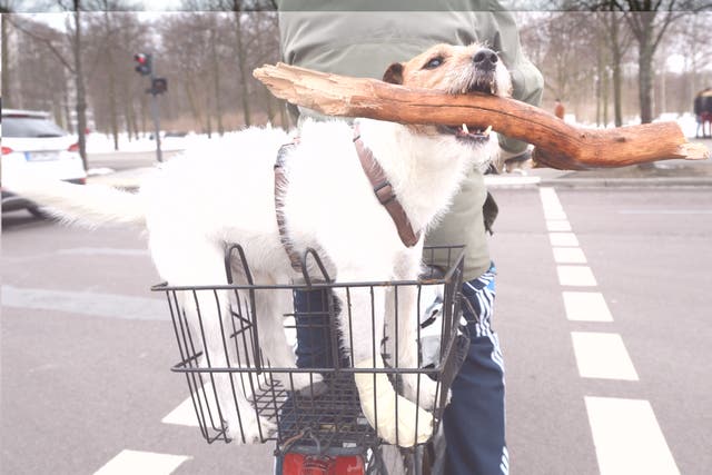 <p>A stock image of a dog holding a large stick. </p>