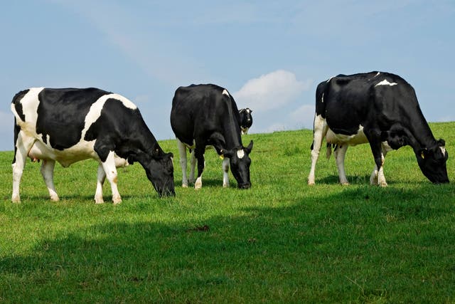 Associated British Foods has struck a deal to buy dairy technology firm National Milk Records for £48 million (Alamy/PA)