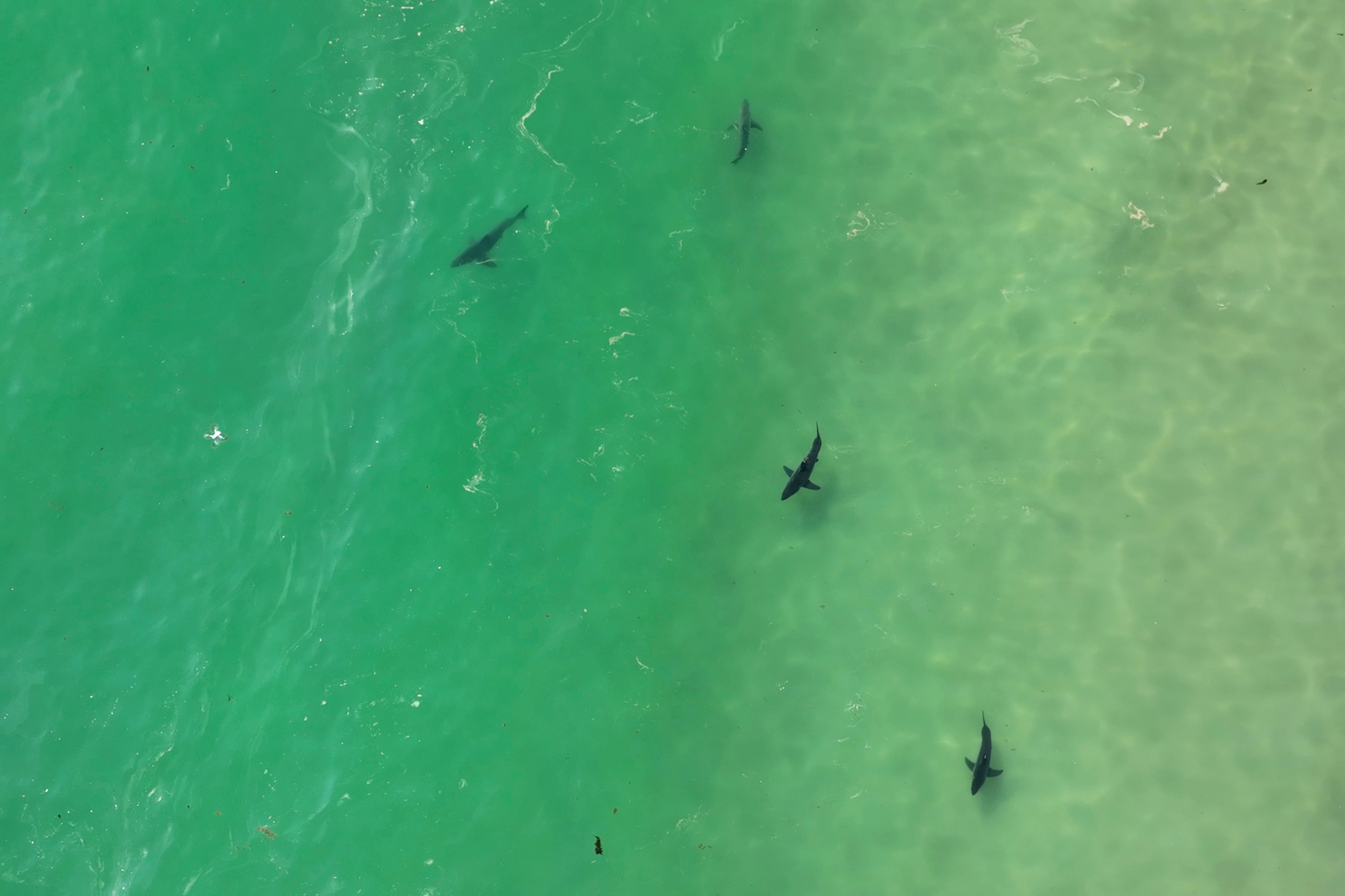 In this drone image provided by researchers with the Shark Lab at Cal State Long Beach, shows an aggregation of juvenile white sharks swimming along the Southern California coastline, May 30, 2023