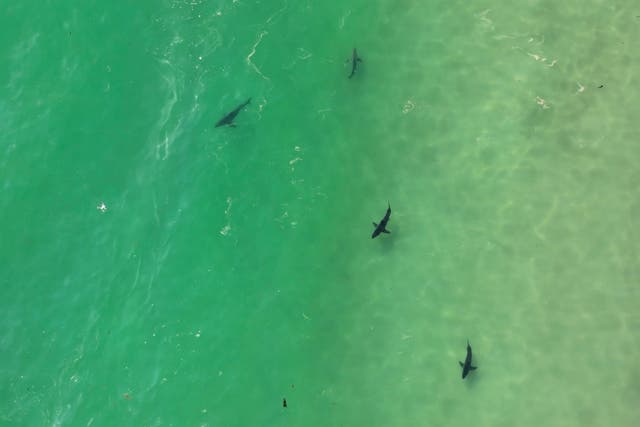 <p>In this drone image provided by researchers with the Shark Lab at Cal State Long Beach, shows an aggregation of juvenile white sharks swimming along the Southern California coastline, May 30, 2023</p>