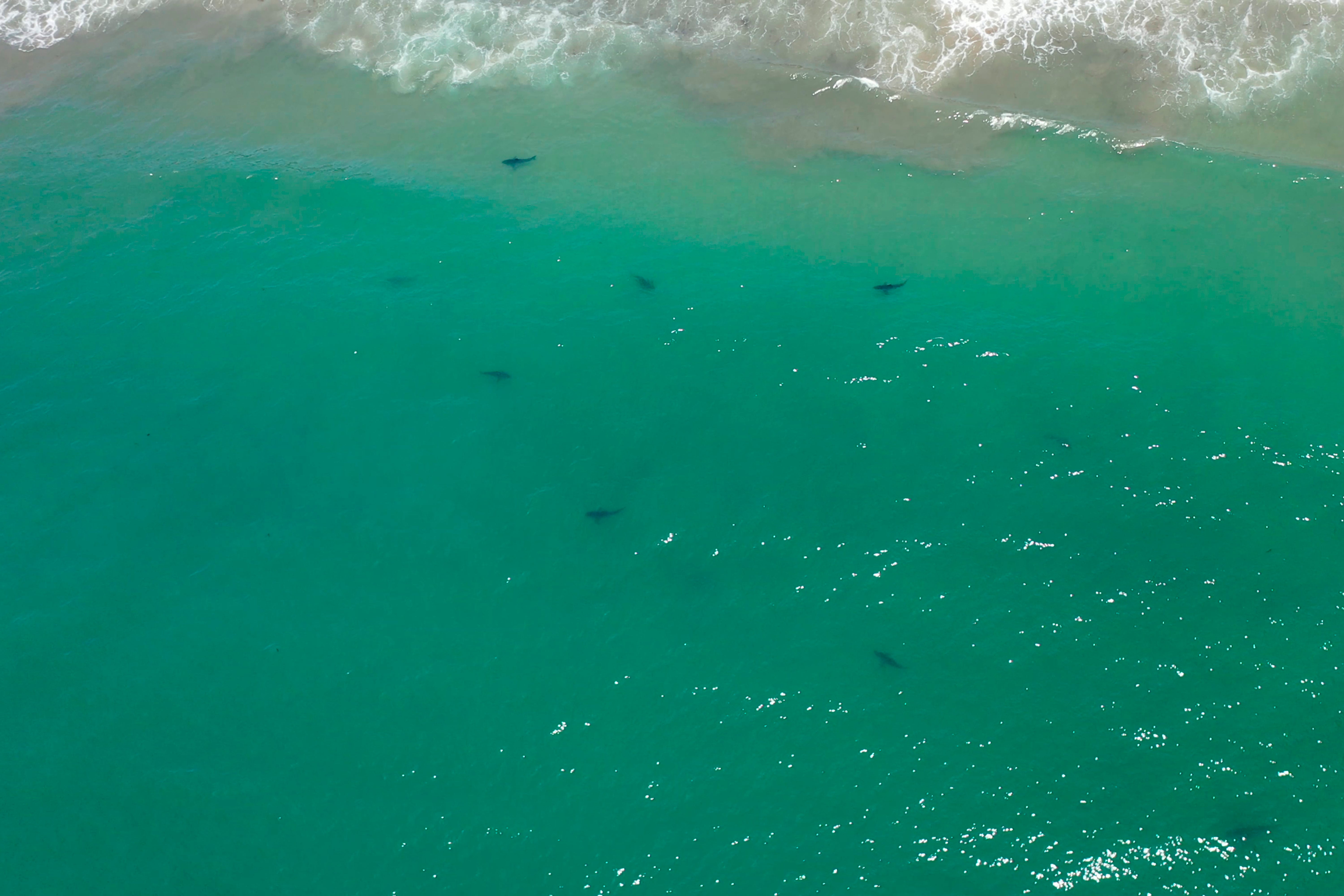 California Sharks Shore