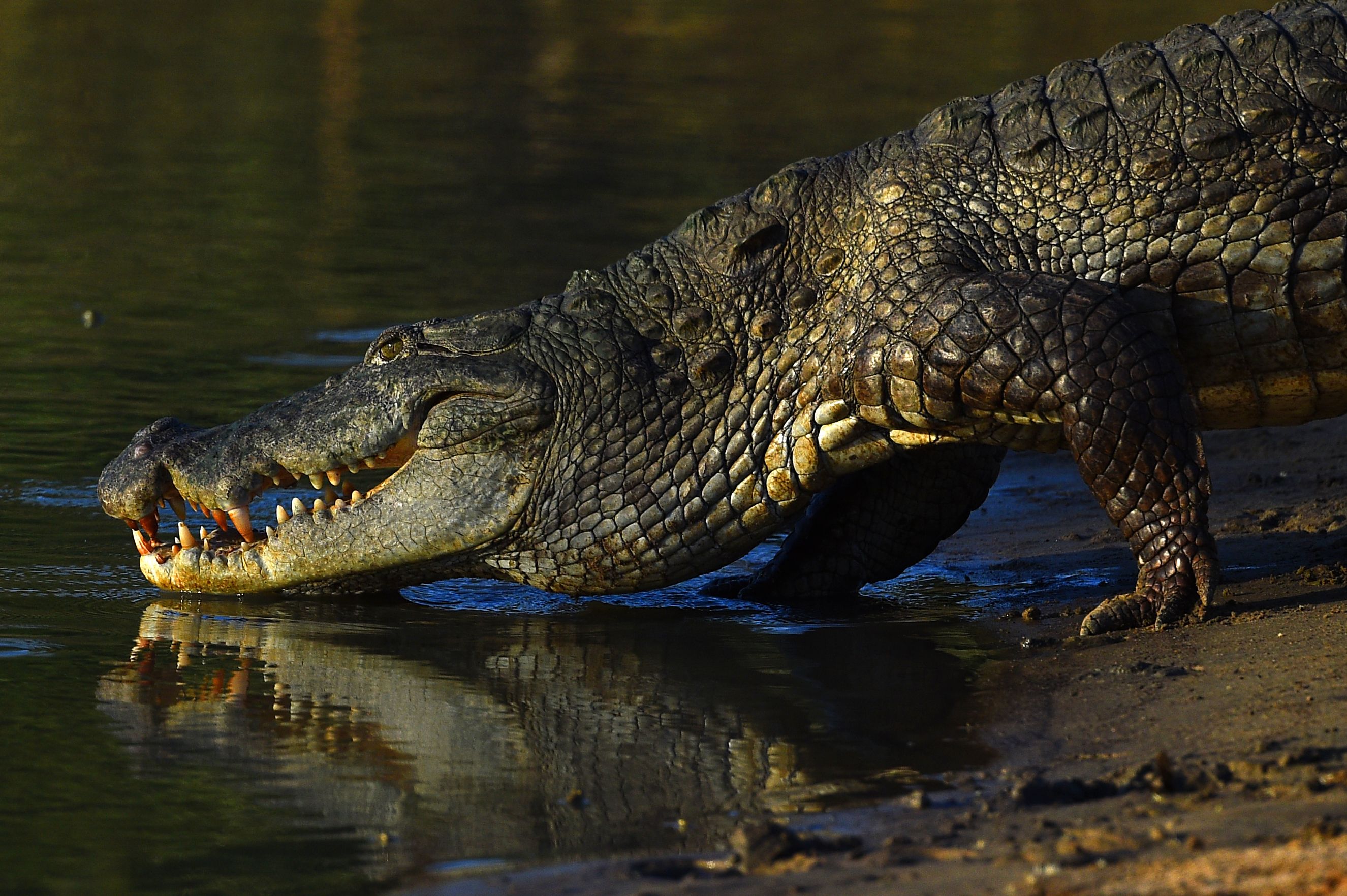 A crocodile sunbathes on a river bank at Yala National Park in the southern district of Yala, some 250 kms southwest of Colombo on June 1, 2019