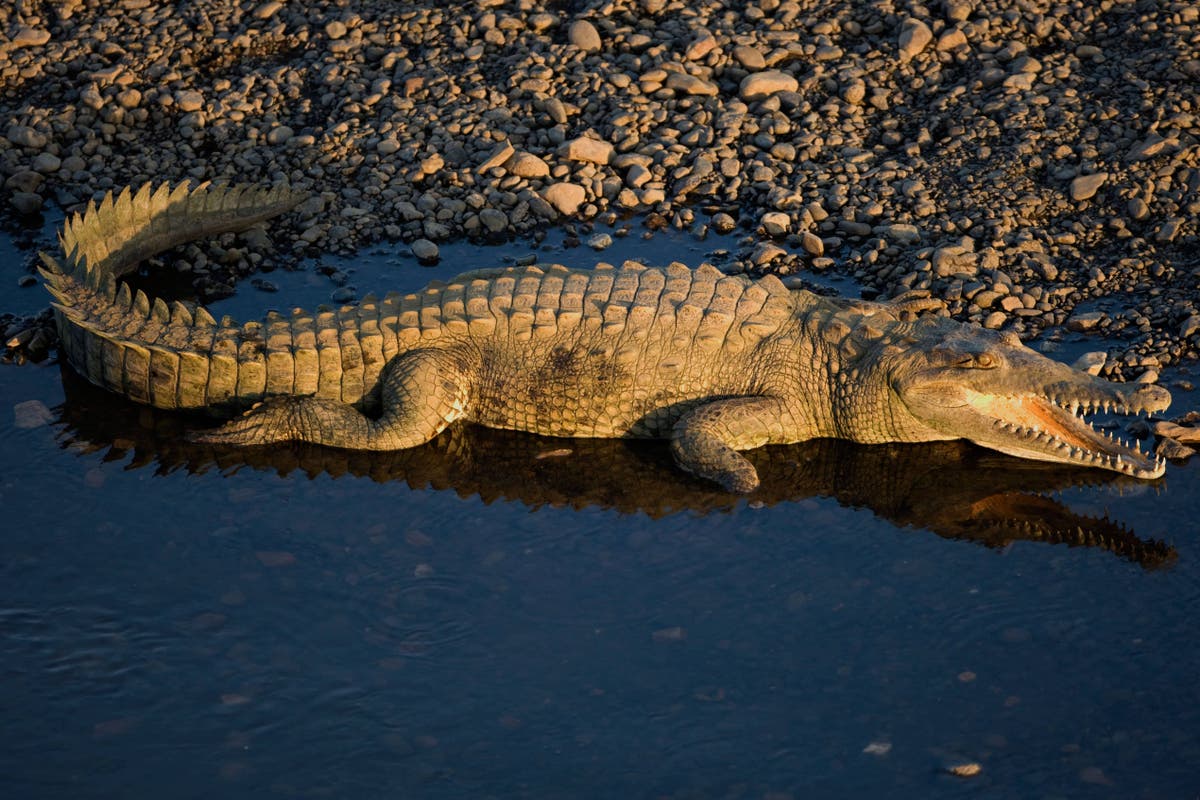 Scientists discover first ever ‘virgin birth’ in a crocodile