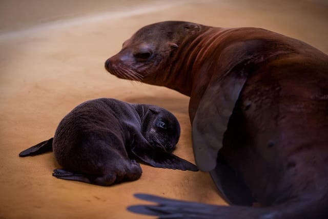 Californian Sea Lion pup Otis with his mother Ineke (Dave Warren/Blair Drummond Safari Park/PA)