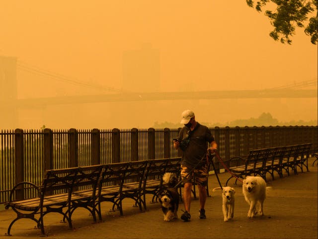 <p>A person walks dogs as smoke from wildfires in Canada cause hazy conditions in New York City on June 7</p>