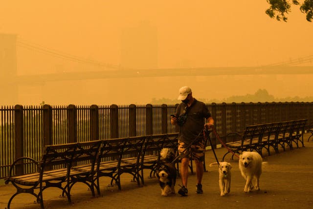 <p>A person walks dogs as smoke from wildfires in Canada cause hazy conditions in New York City on June 7</p>