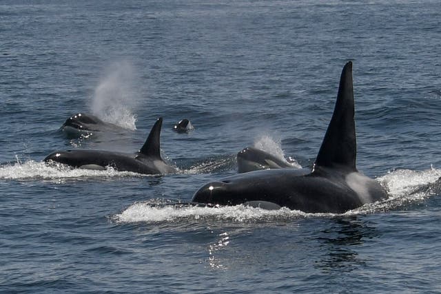 California Killer Whales