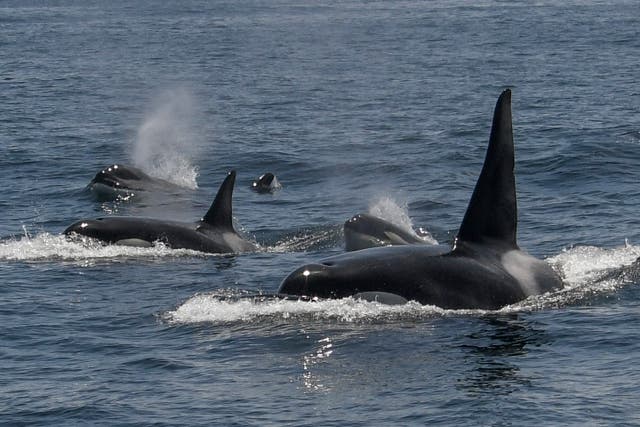 <p>File photo: A group of orcas </p>