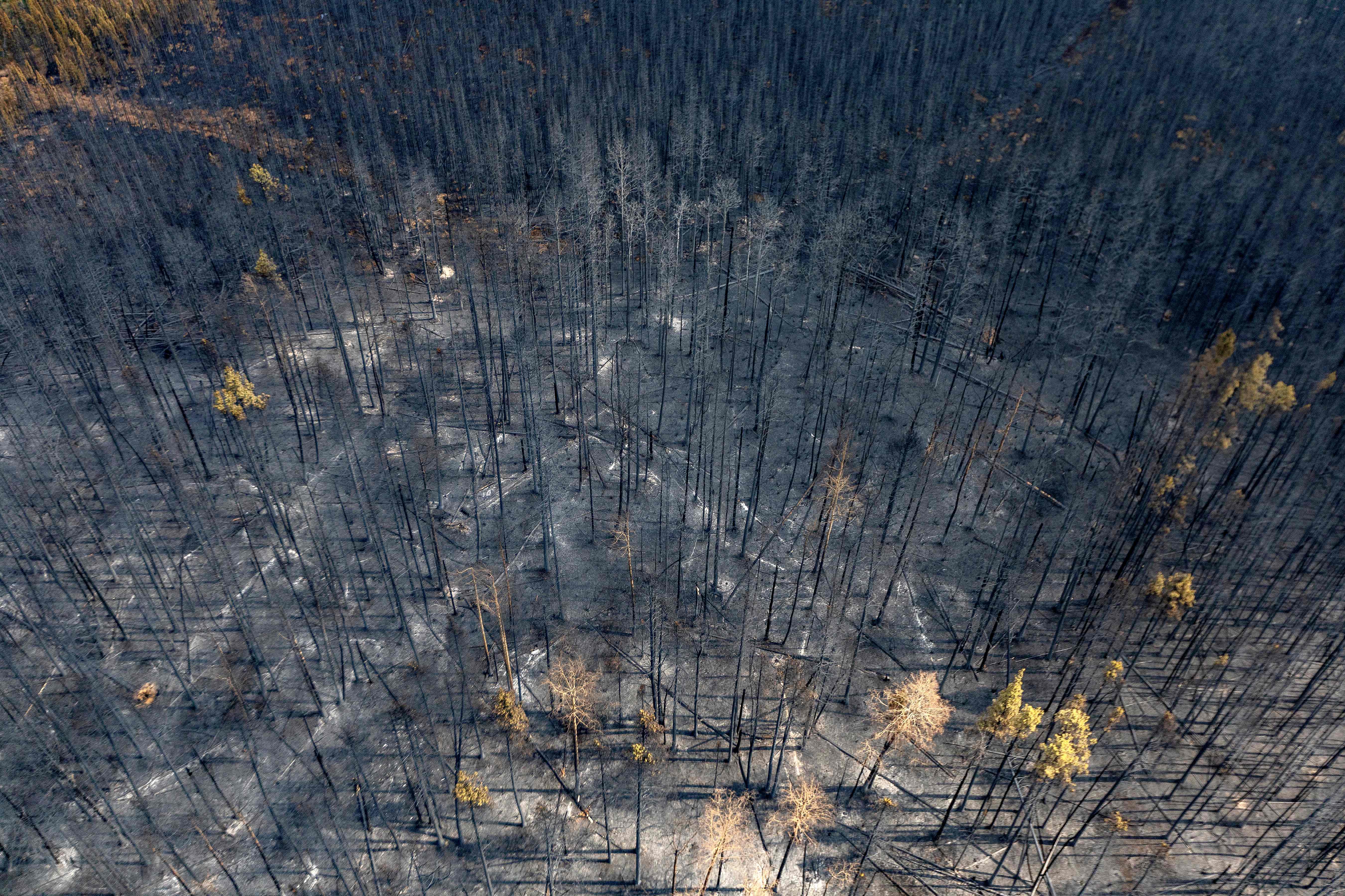 A burnt landscape caused by wildfires is pictured near Entrance, Wild Hay area, Alberta, Canada