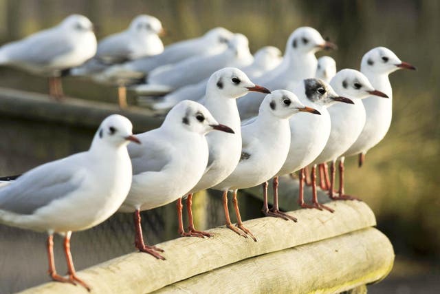 Black headed gulls watch and wait in anticipation (Ben Birchall/PA)