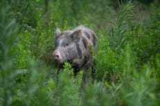 Officers round up hundreds of pigs from overwhelmed Florida animal sanctuary