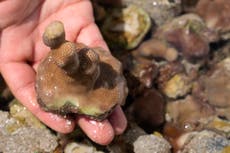 To restore reefs dying in warming seas, UAE turns to coral nurseries