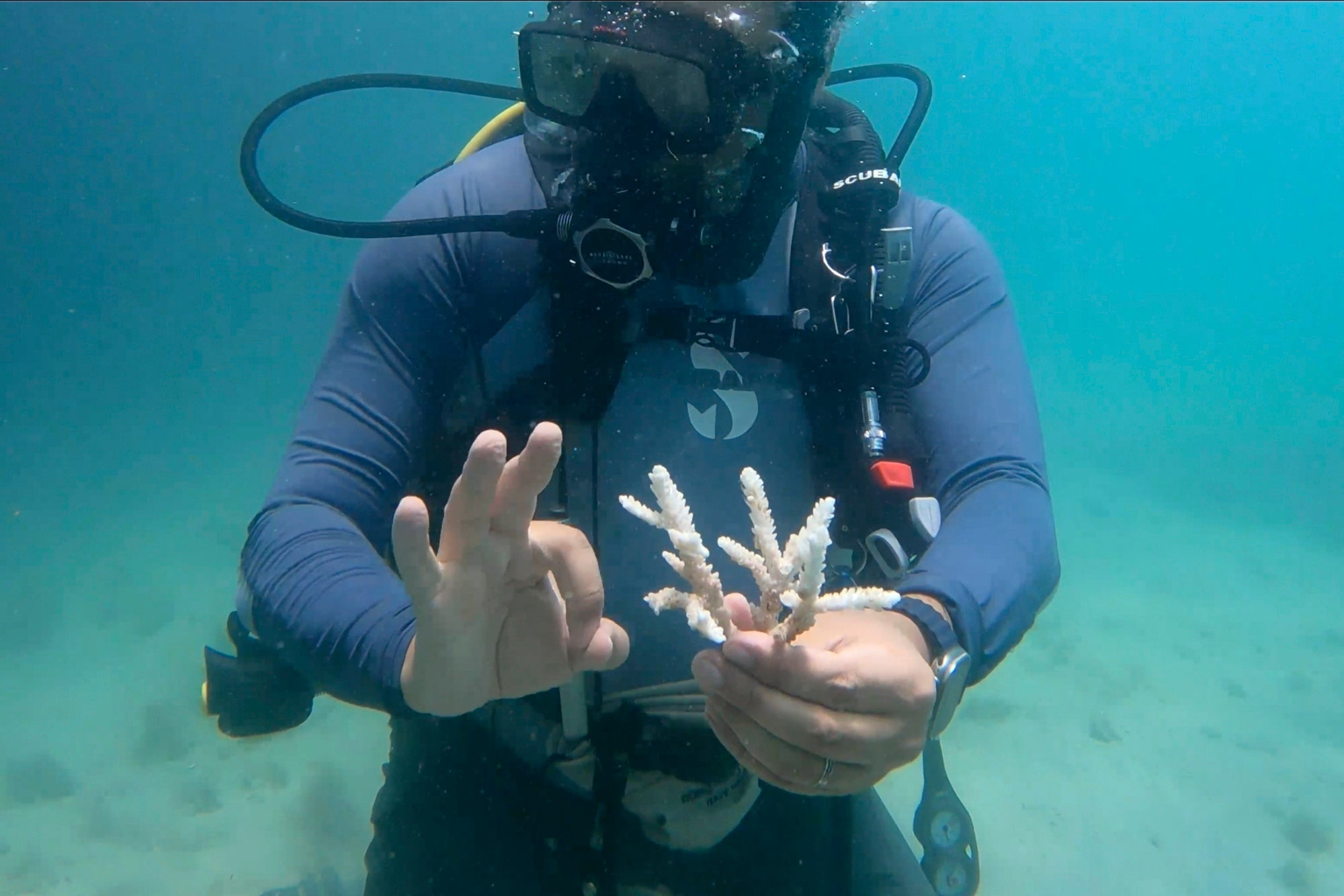 UAE Coral Restoration