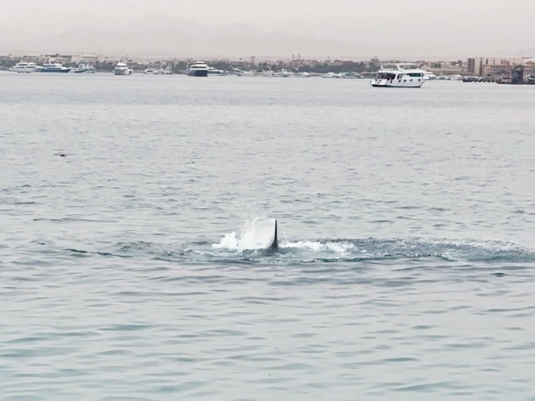 tiger shark tourist in egypt