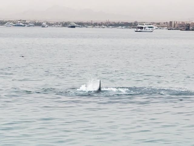 <p>A shark fin is seen above the water during attack in Hurghada, Egypt</p>