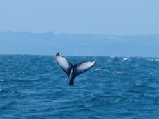 Humpback whale spotted off Cornwall coast in rare sighting
