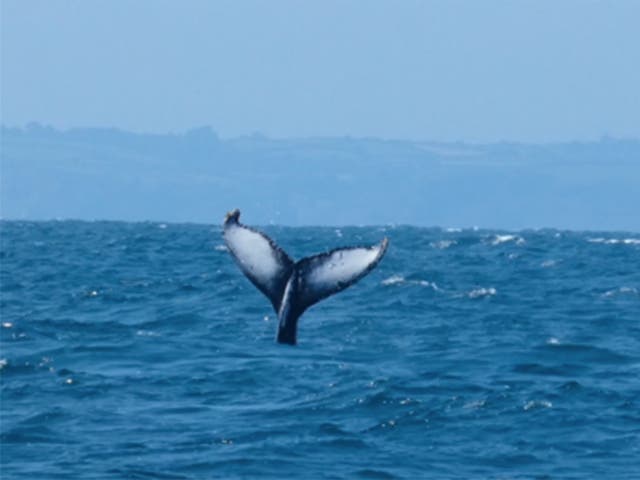 <p>Humpback tail in clear view near Falmouth </p>