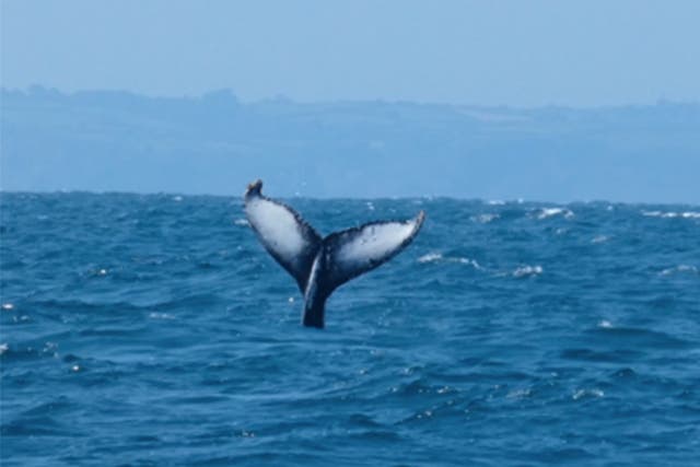<p>Humpback tail in clear view near Falmouth </p>