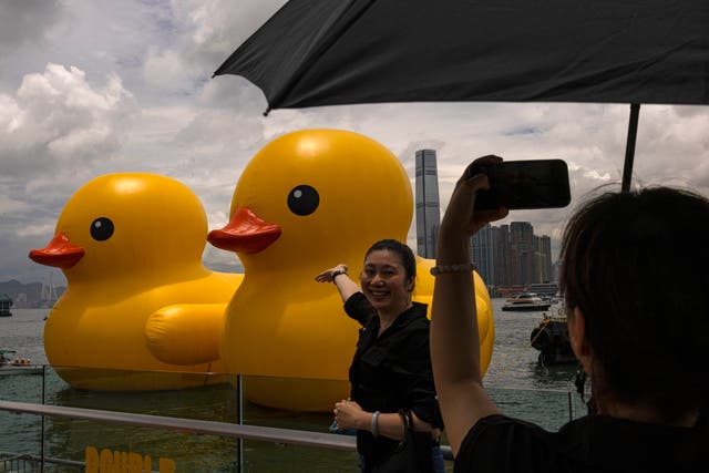 Hong Kong Giant Ducks