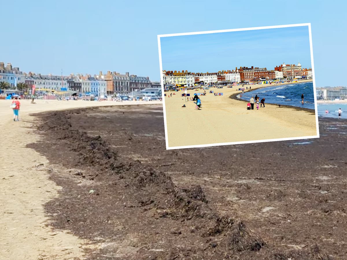 ‘Smelly rotting wall of seaweed’ putting tourists off famous English beach