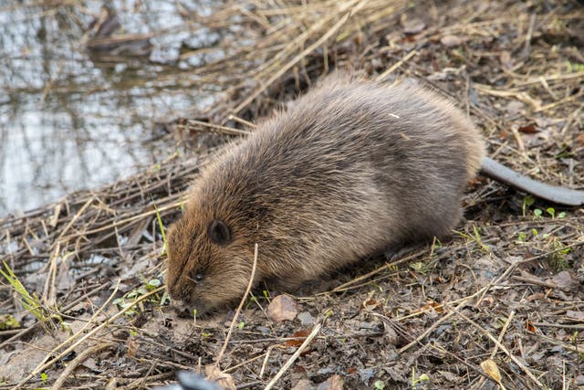 Beavers create wetland habitats that help wildlife thrive and reduce flood risks (PA)