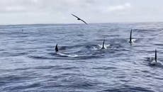 ‘Uncommonly large’ pod of killer whales spotted off coast of San Francisco