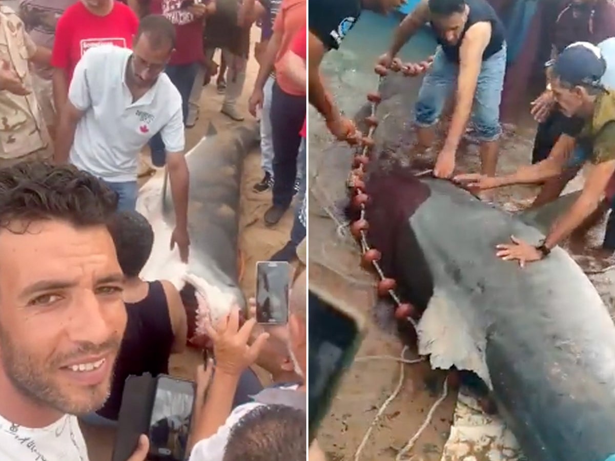 Ten foot shark beaten to death after tourist who screamed for ‘papa’ killed in Egypt