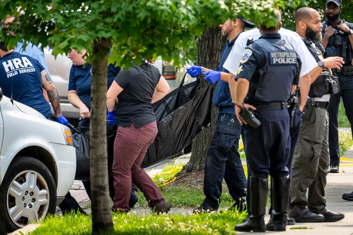 Young black bear wanders Washington D.C. neighborhood, sparking a frenzy before being captured