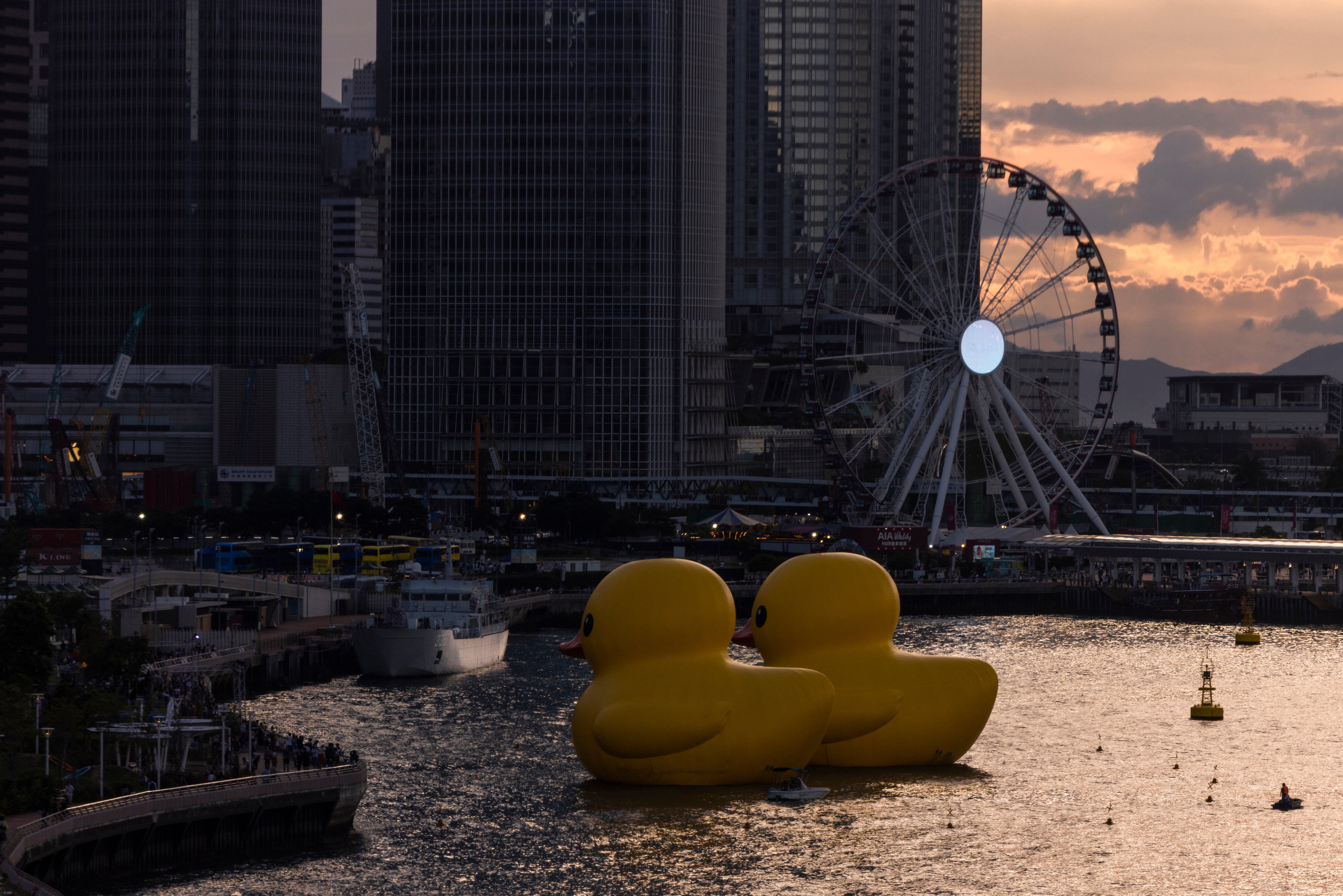 Hong Kong Giant Ducks