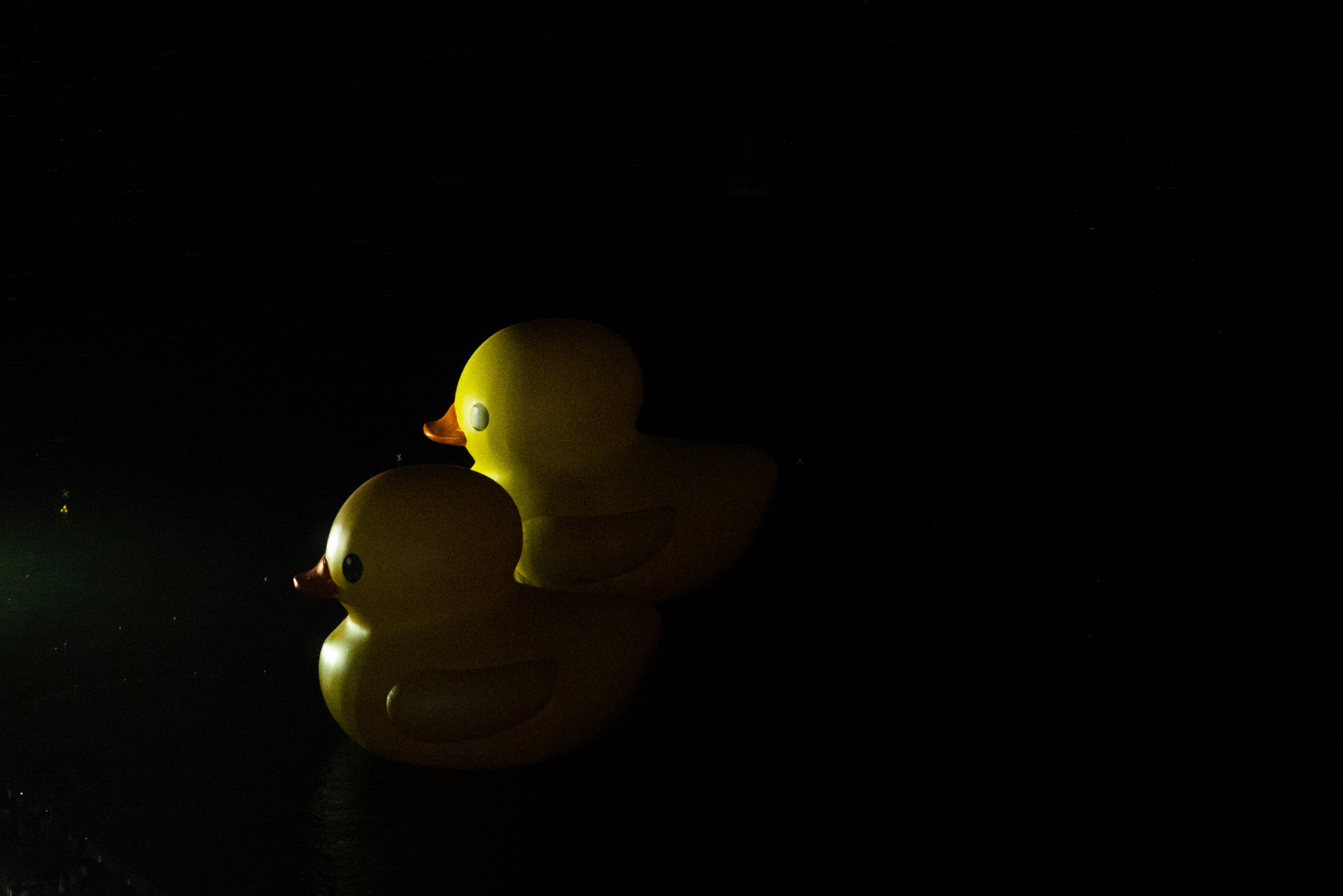 Hong Kong Giant Ducks