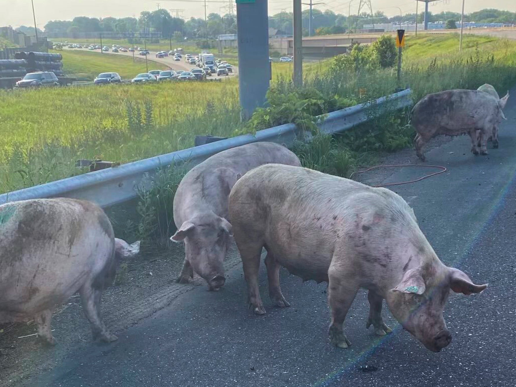 This photo provided by the Minnesota State Patrol shows pigs running loose on a metro highway after a semitrailer truck that was carrying them overturned, causing an hours-long shutdown Friday morning, June 9, 2023, in Little Canada, Minn