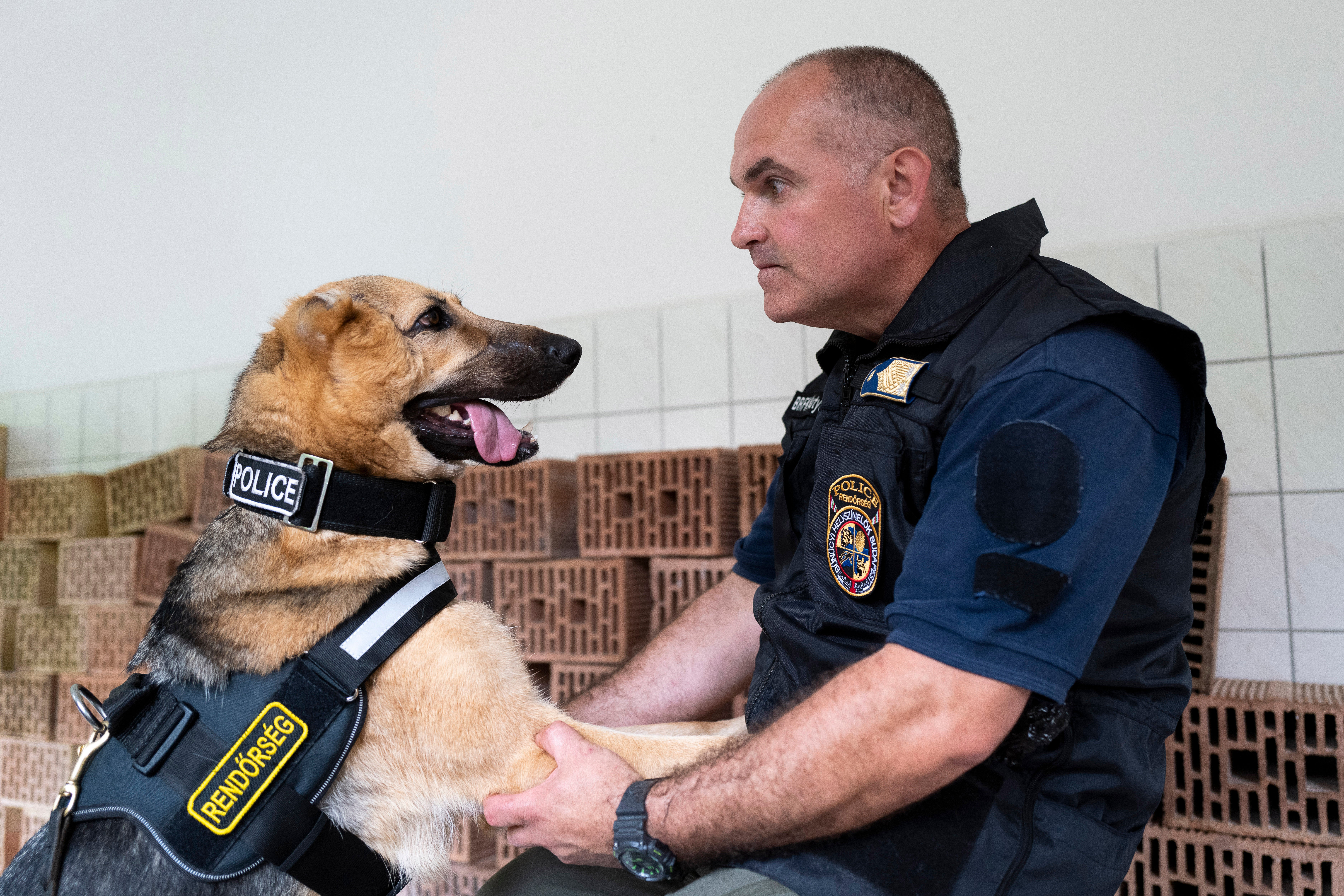 Hungary Police Dog