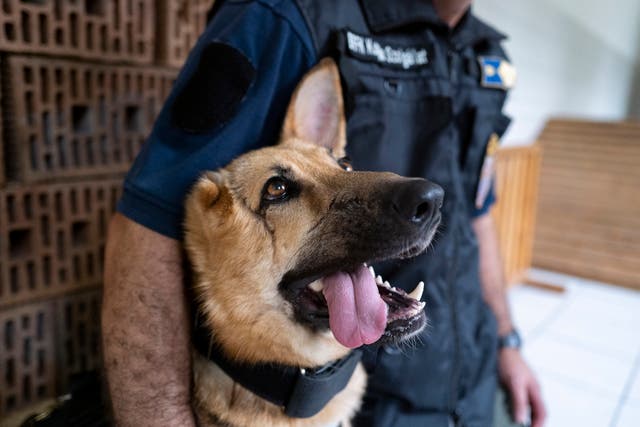 Hungary Police Dog
