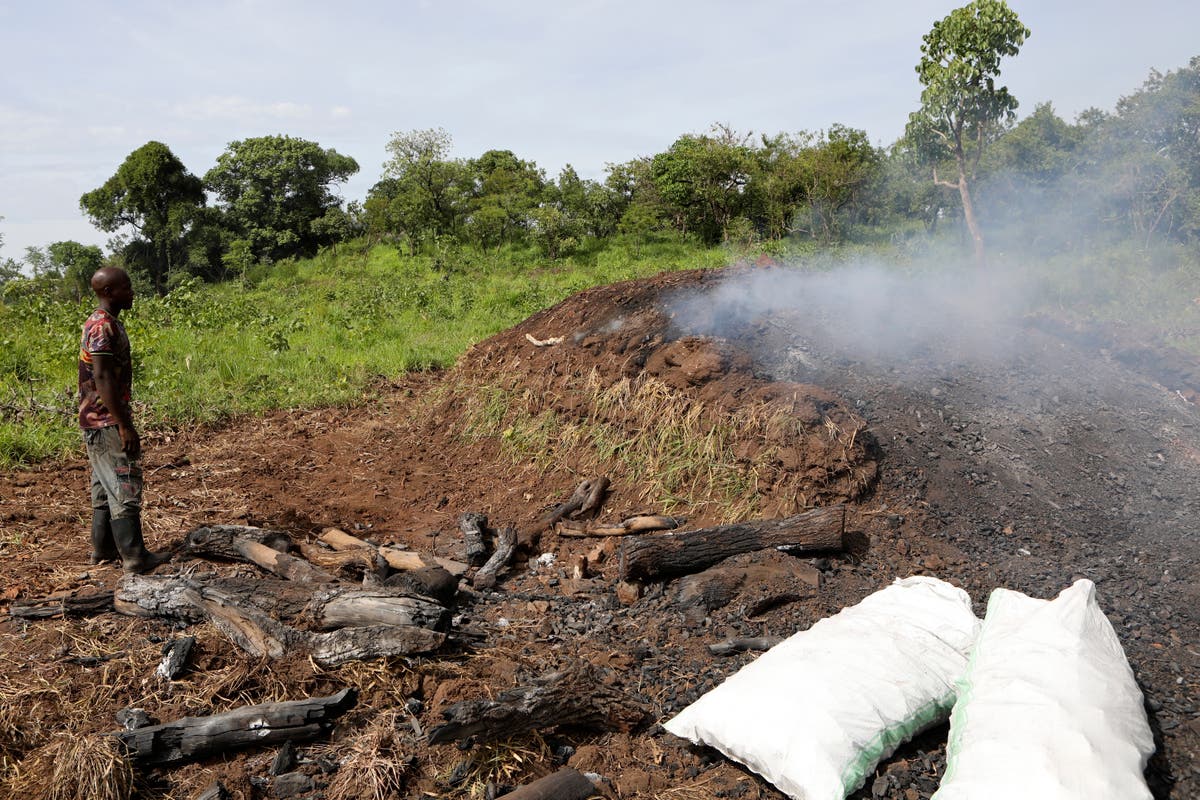 In Uganda, a recent ban on charcoal making disrupts a lucrative but